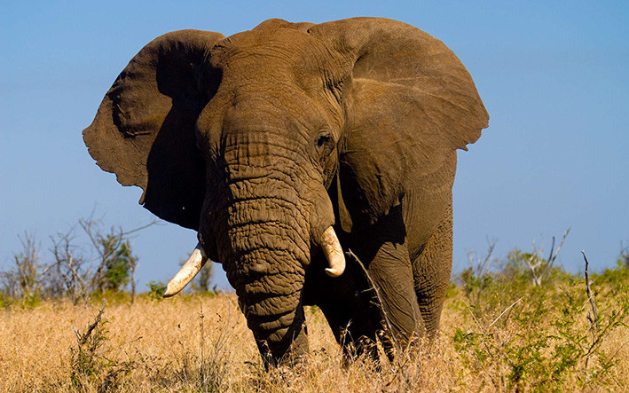 Multivision Südafrika